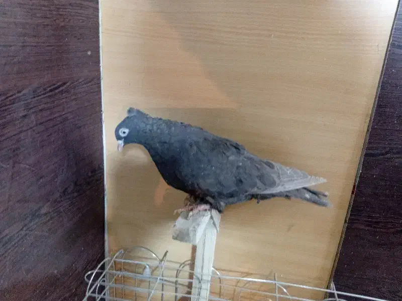 کبوتر یا کفتر شهری بهبونی|پرنده|شیراز, شیخ علی چوپان|دیوار