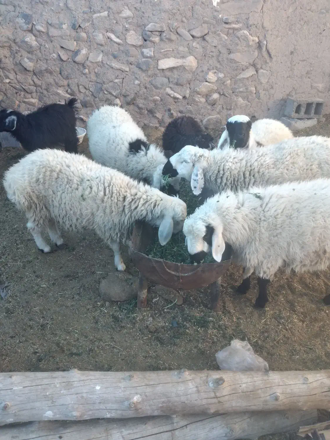 بره نر|حیوانات مزرعه|درمیان, |دیوار