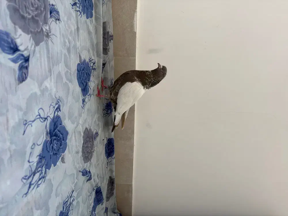 کبوتر فیلی|پرنده|تبریز, |دیوار