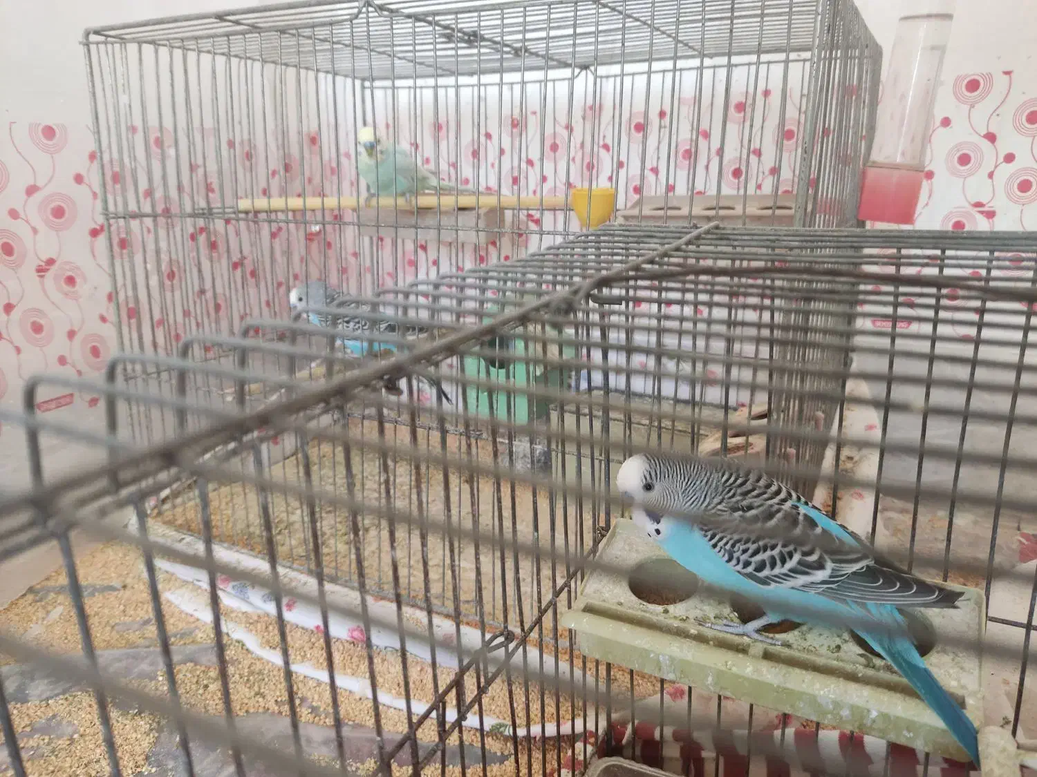 مرغ عشق|پرنده|زرقان, |دیوار