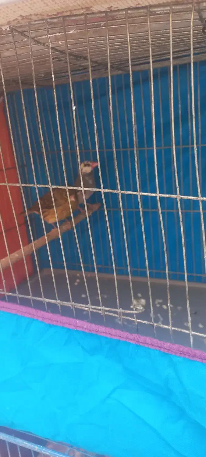 قناری نر ۴۵۰|پرنده|قم, شهرک امام حسین|دیوار