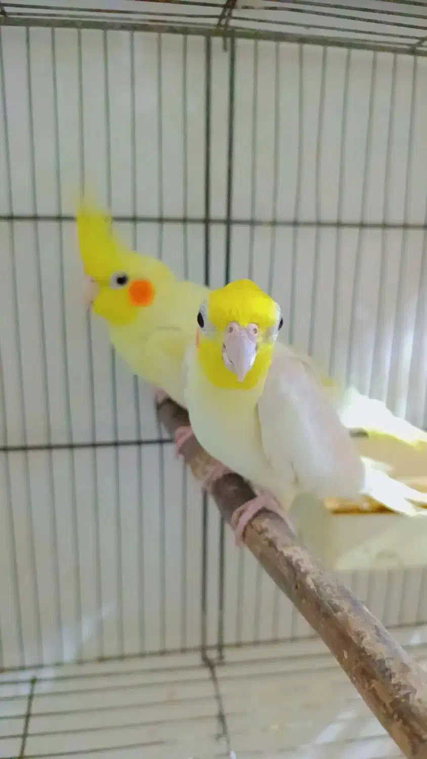 عروس هلندی مولد|پرنده|ساری, |دیوار