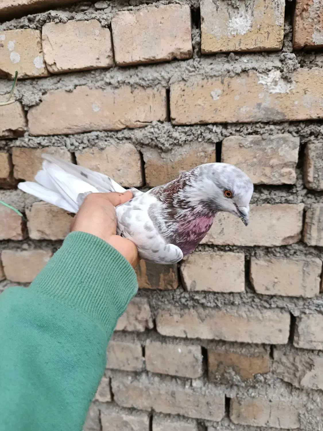 کفتر|پرنده|سامن, |دیوار