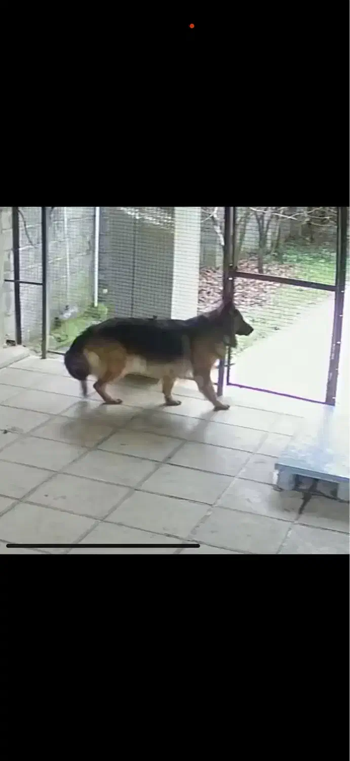 سگ ژرمن ماده گمشده|حیوانات|شیرگاه, |دیوار