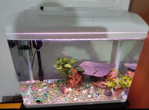 آکواریوم شرکتی شیشه خم مدل دلسا|ماهی|فردیس, فردیس|دیوار