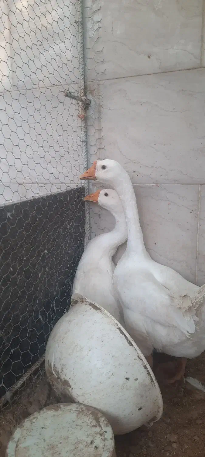 قوقاز چینی سفید|حیوانات مزرعه|چغادک, |دیوار