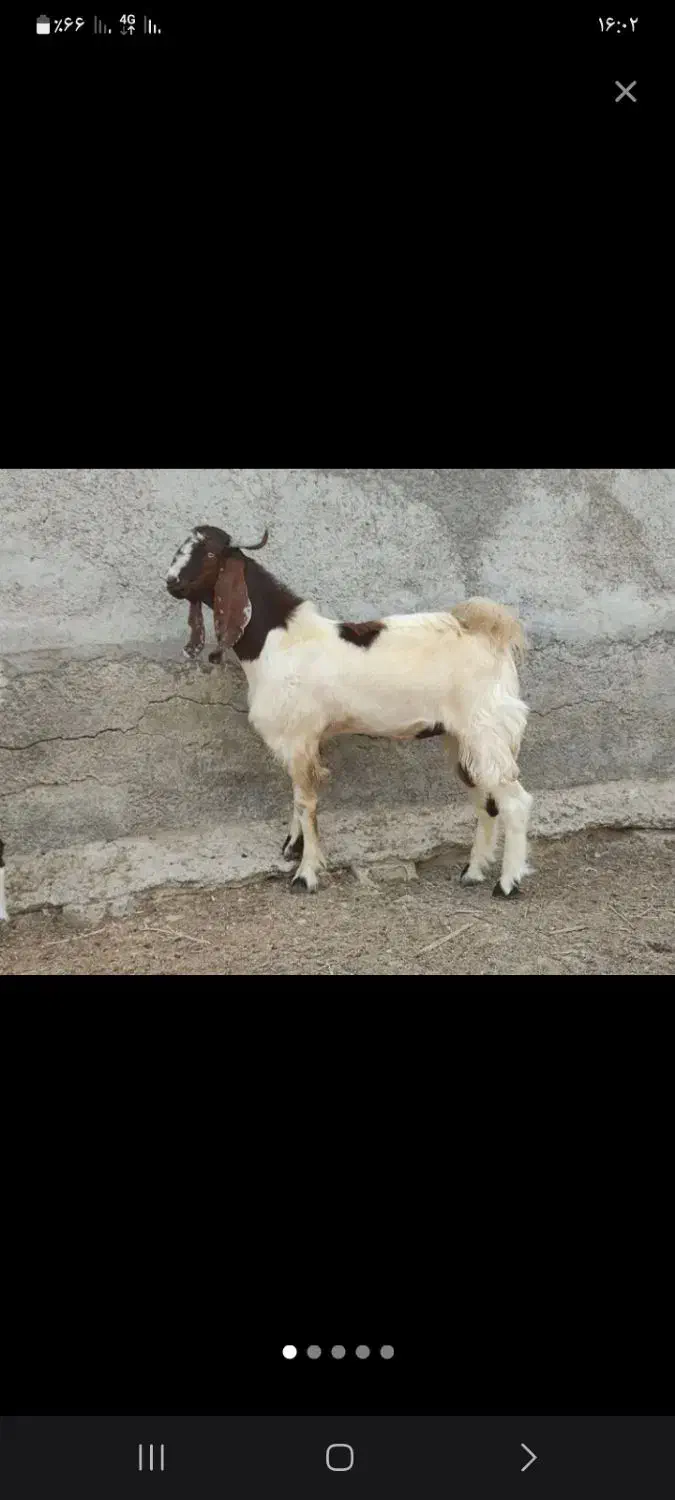 کهره چپش|حیوانات مزرعه|وحدتیه, |دیوار