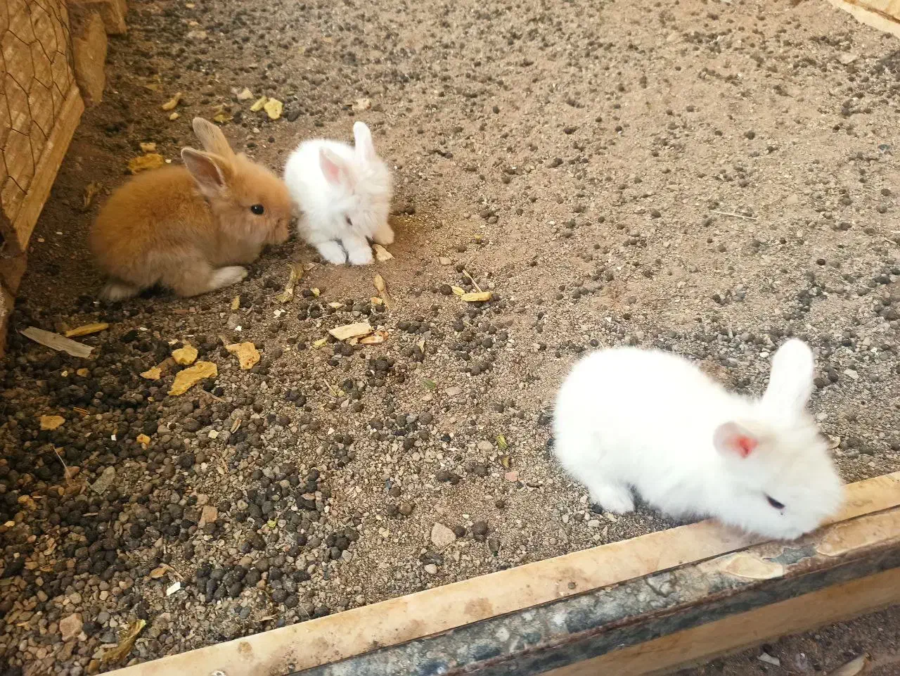 بچه خرگوش|موش و خرگوش|سبزوار, جنت|دیوار