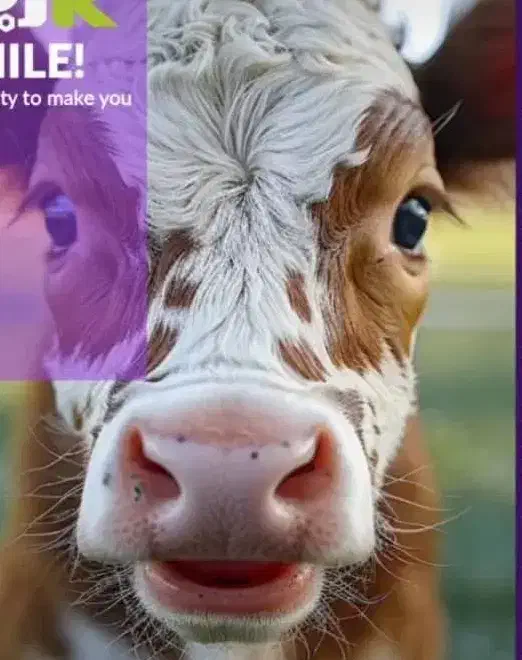 کود گاوی|خدمات باغبانی و درختکاری|شهریار, کردزار|دیوار