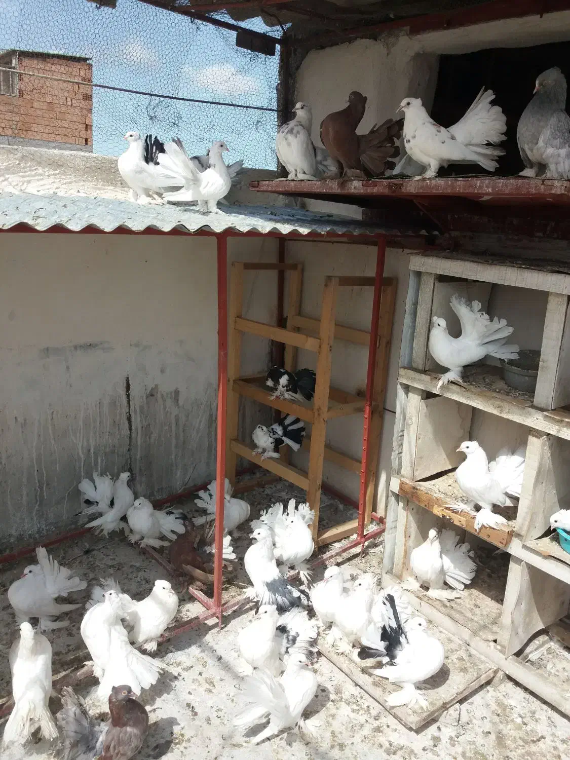 کفتر‌دم‌چتری‌اصل‌زیبا|پرنده|بندر ترکمن, |دیوار
