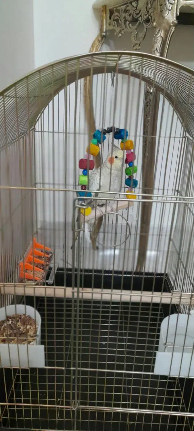 عروس هلندی ماده|پرنده|تهران, مشیریه|دیوار