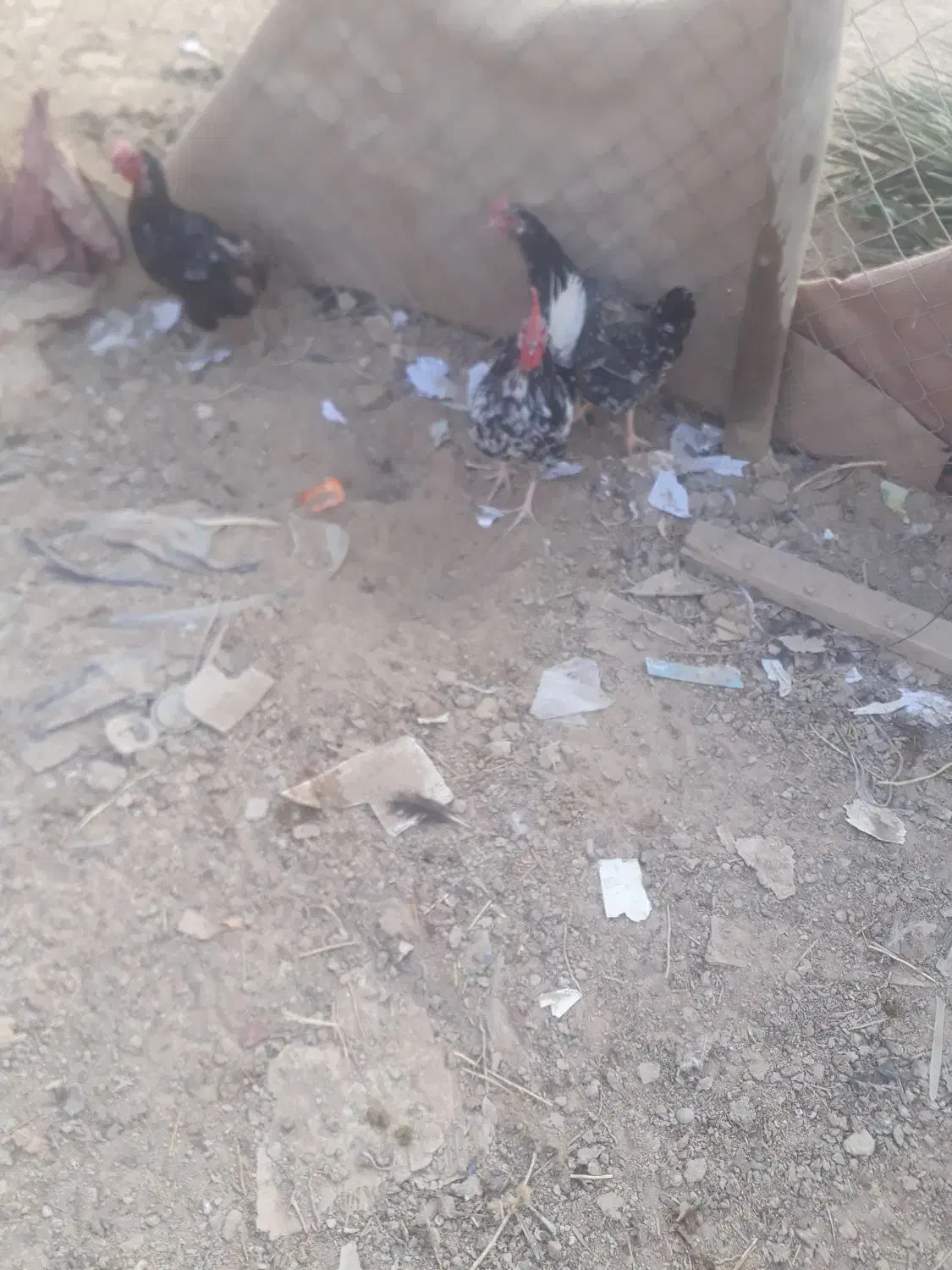 مرغ و خروس|حیوانات مزرعه|چمران, |دیوار