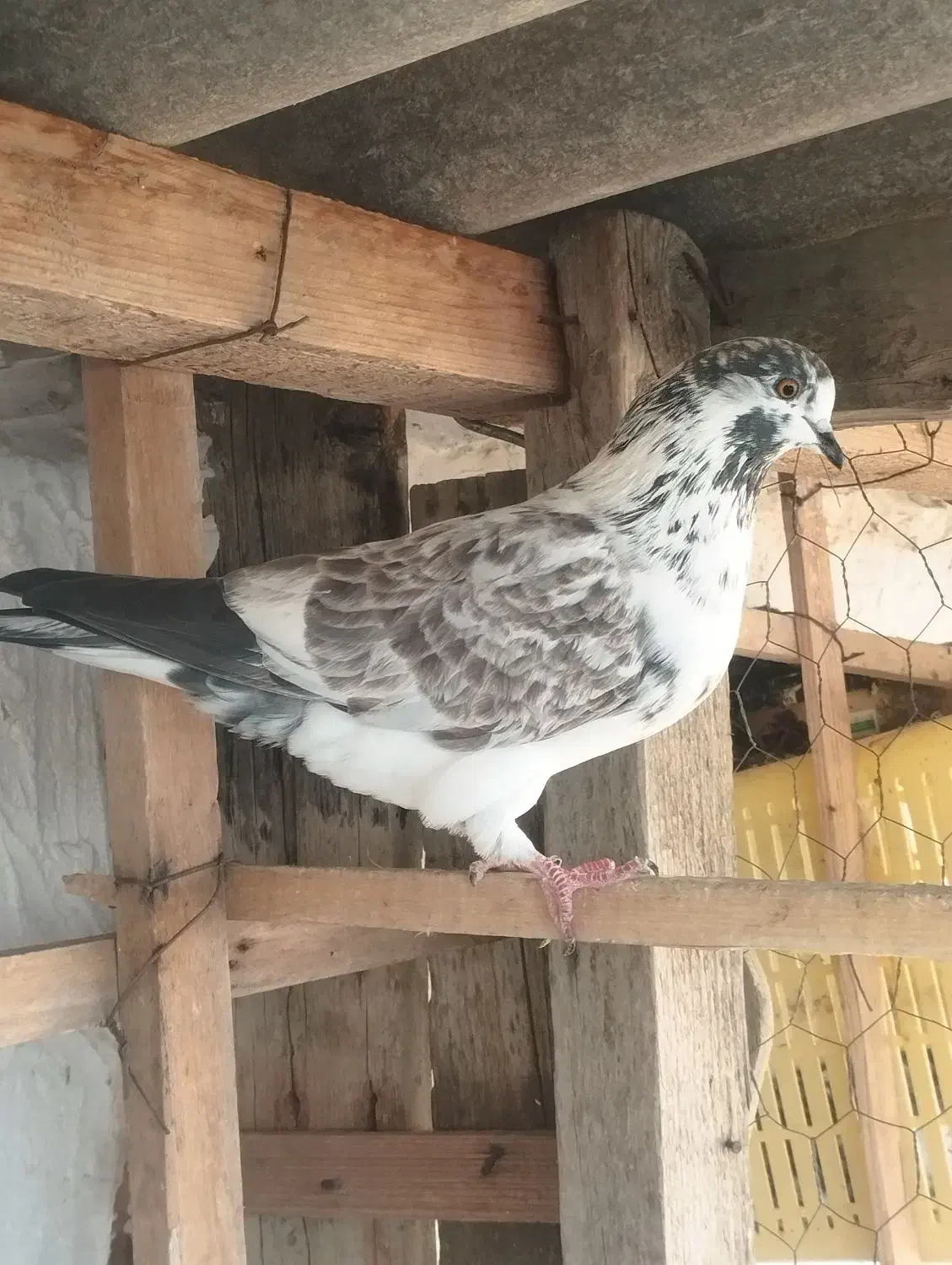 یک جفت کبوتر پرشی|پرنده|بندر ترکمن, |دیوار