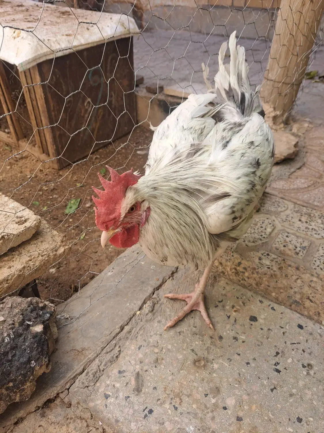 خروس فروشی محلی|حیوانات مزرعه|آباده, |دیوار