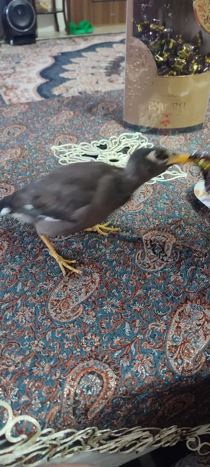 فروش کوتوله برزلی|پرنده|خمینیشهر, |دیوار