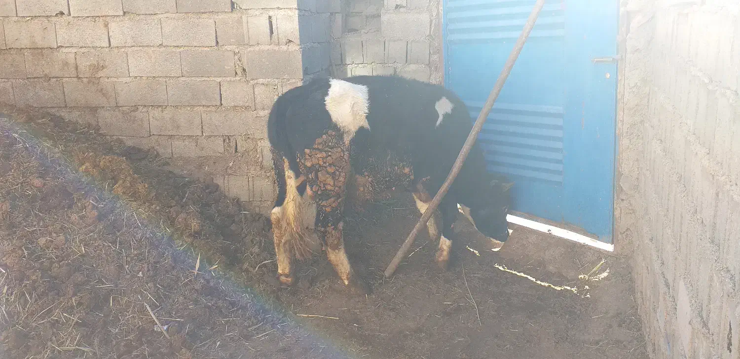 گوساله نر.|حیوانات مزرعه|بلده, |دیوار