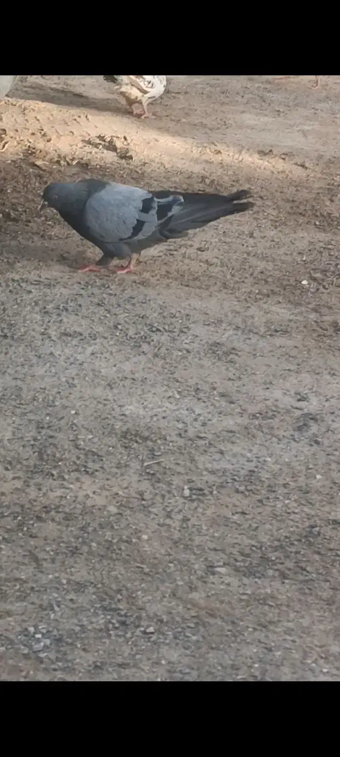 سبز گم شده|پرنده|کرباسک, |دیوار