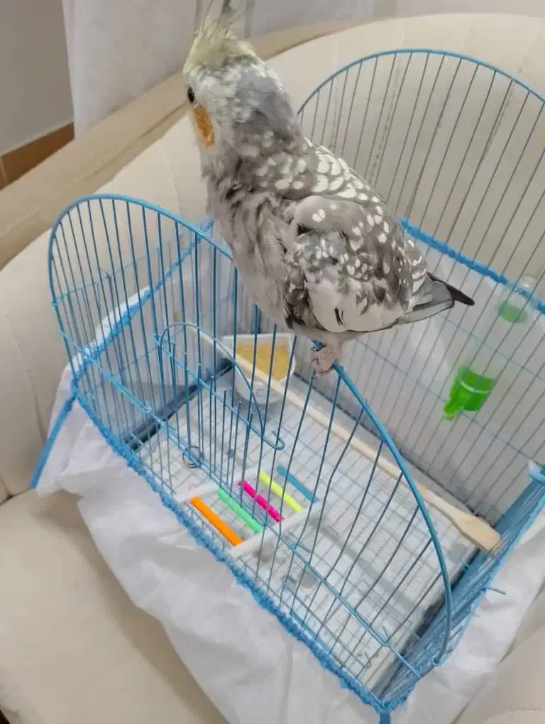 عروس هلندی|پرنده|رشت, سعدی (تختی)|دیوار