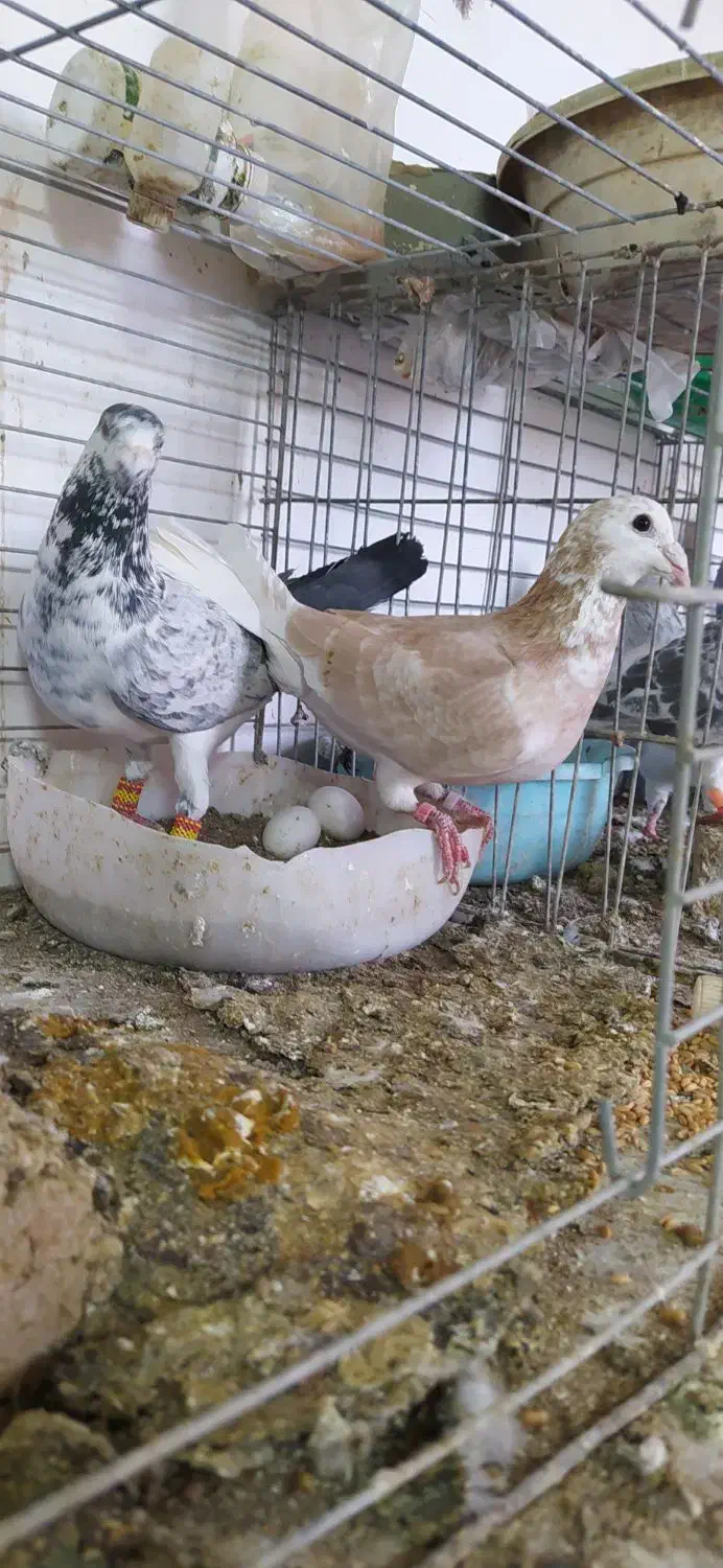 کبوتر|پرنده|یزد, |دیوار