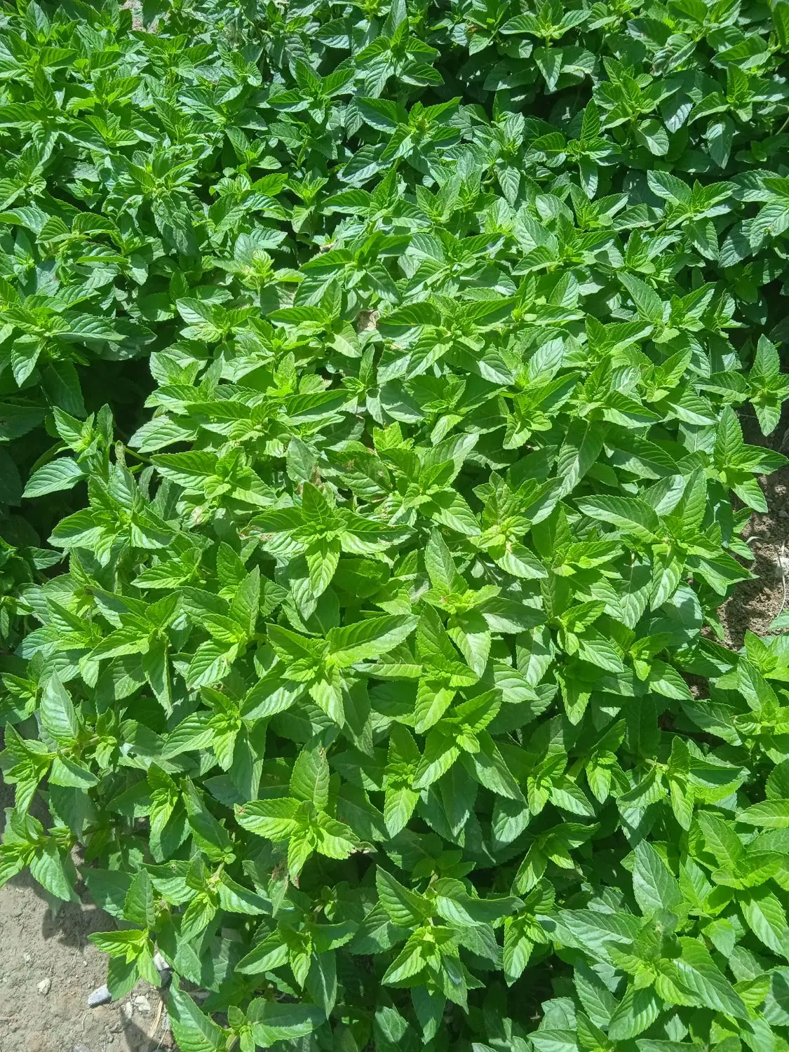 نعناع|خوردنی و آشامیدنی|نیمروز, |دیوار
