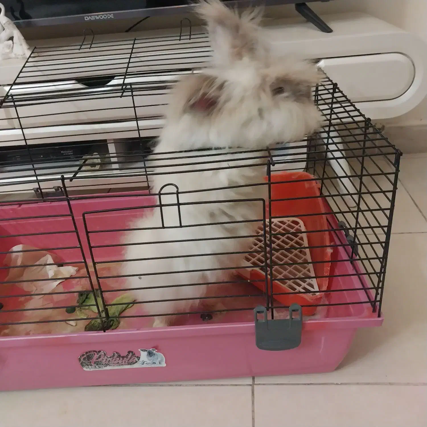 خرگوش لوف|موش و خرگوش|اسلام‌شهر, مسکن مهر اسلاشهر (شهرک امام خمینی)|دیوار