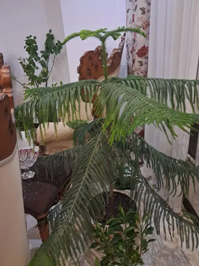 کاج مطبق سرحال زیر قیمت ۵۰۰تومان|گل و گیاه طبیعی|هشتگرد, هشتگرد قدیم|دیوار