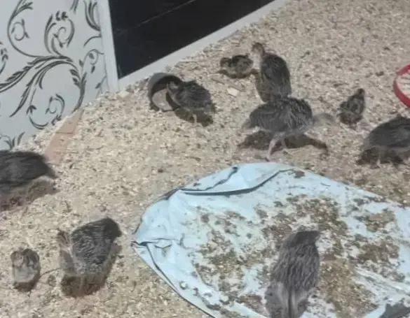 جوجه بوقلمون|حیوانات مزرعه|دزفول, |دیوار