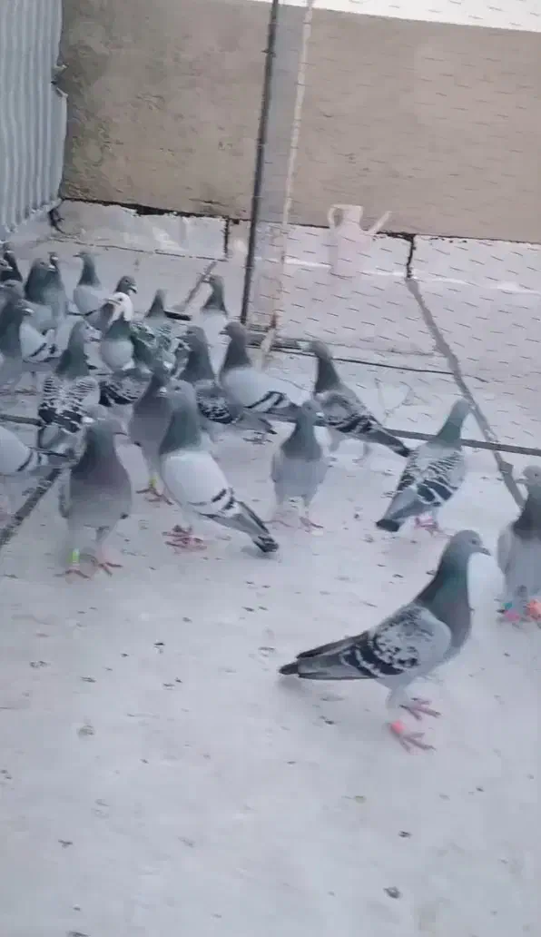 پلاکی|پرنده|آبادان, |دیوار