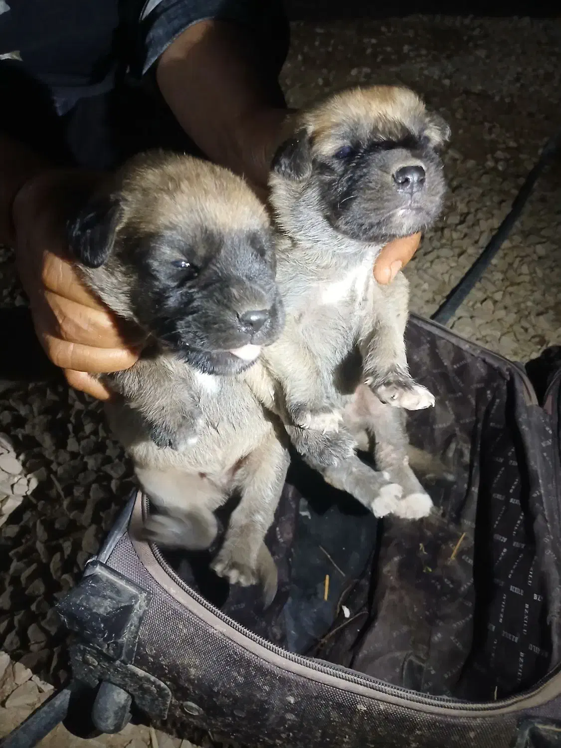 توله سگ اصفهانی|سگ|داراب, |دیوار