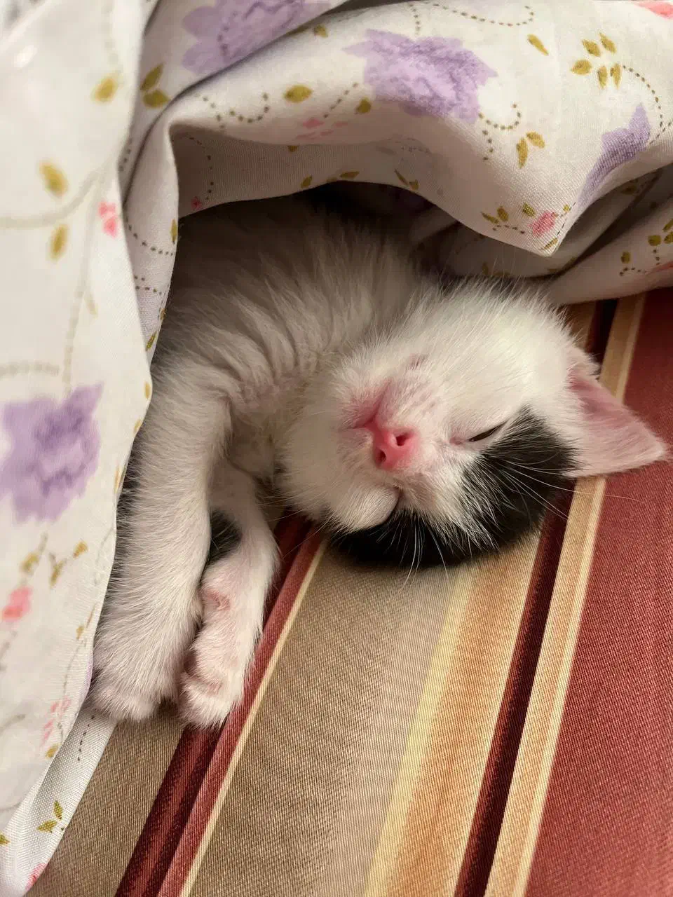 واگذاری میلو خانم|گربه|اردبیل, |دیوار