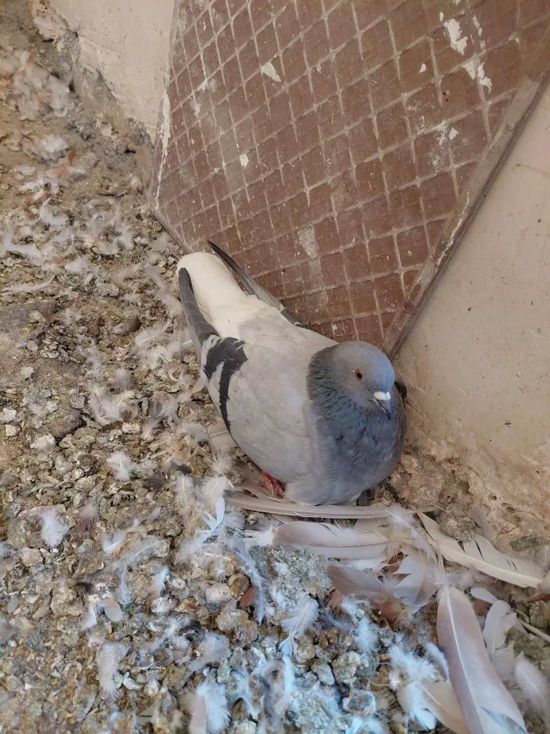 دم سفید|پرنده|تربت‌حیدریه, بی بی حسنیه|دیوار