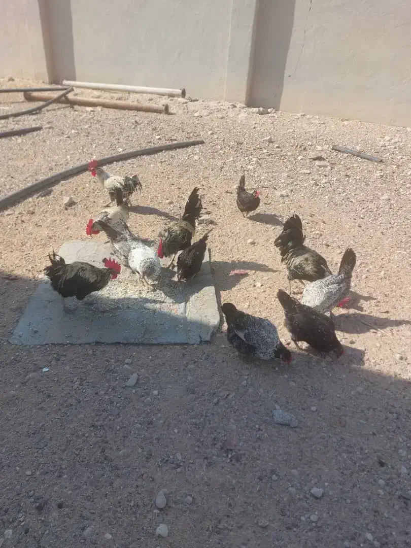 مرغ و خروس|حیوانات مزرعه|کاکی, |دیوار