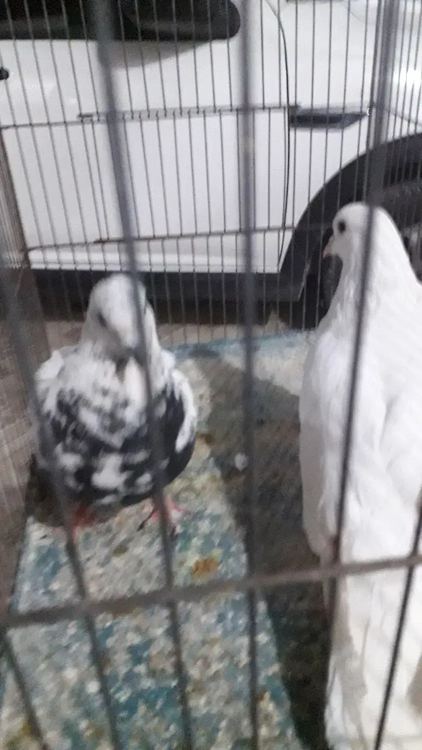 کبوتر|پرنده|مهر, |دیوار