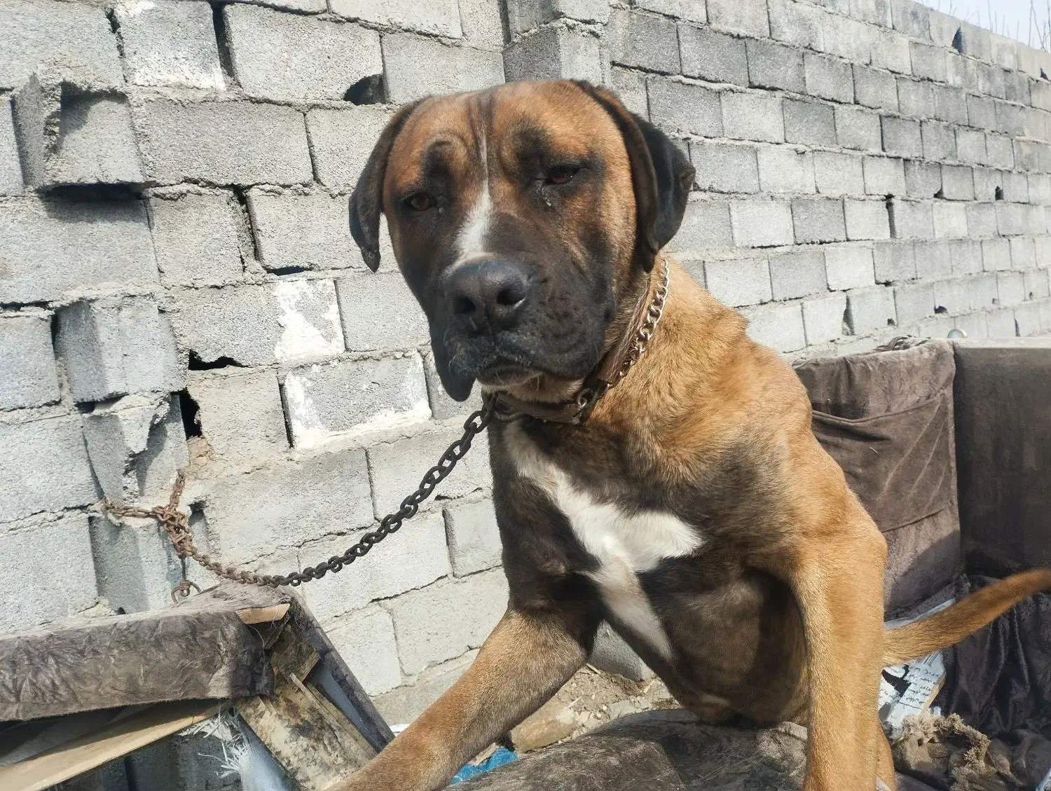 سگ گمشده در شاندیز|حیوانات|شاندیز, |دیوار