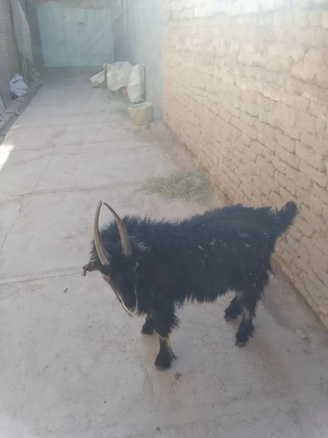 پیش رو|حیوانات مزرعه|بروجن, |دیوار