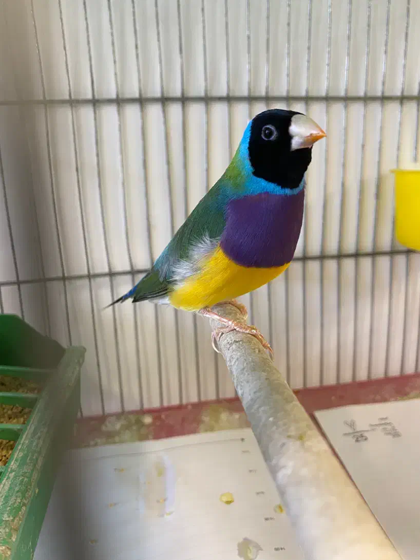 فنچ گلدین نر|پرنده|قزوین, |دیوار