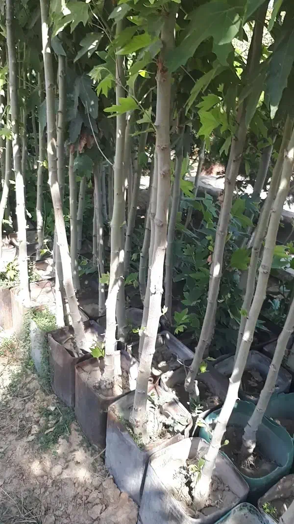 چنار با طراوت شاداب|گل و گیاه طبیعی|تهران, خلیج فارس|دیوار