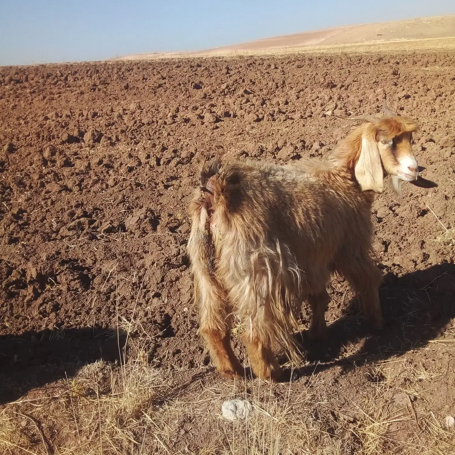 بزگوشتی|حیوانات مزرعه|ماهیدشت, |دیوار