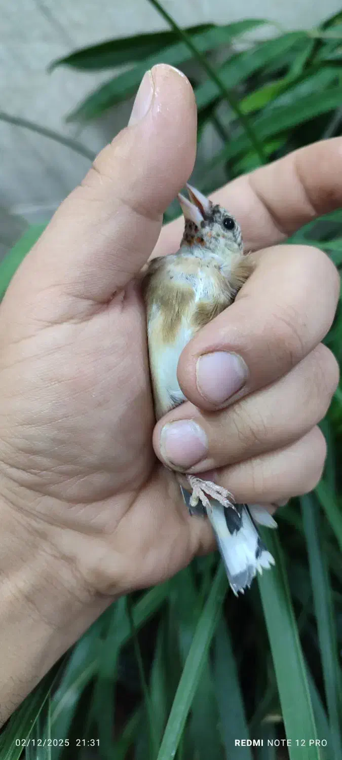 جوجه سهره نر|پرنده|تبریز, |دیوار