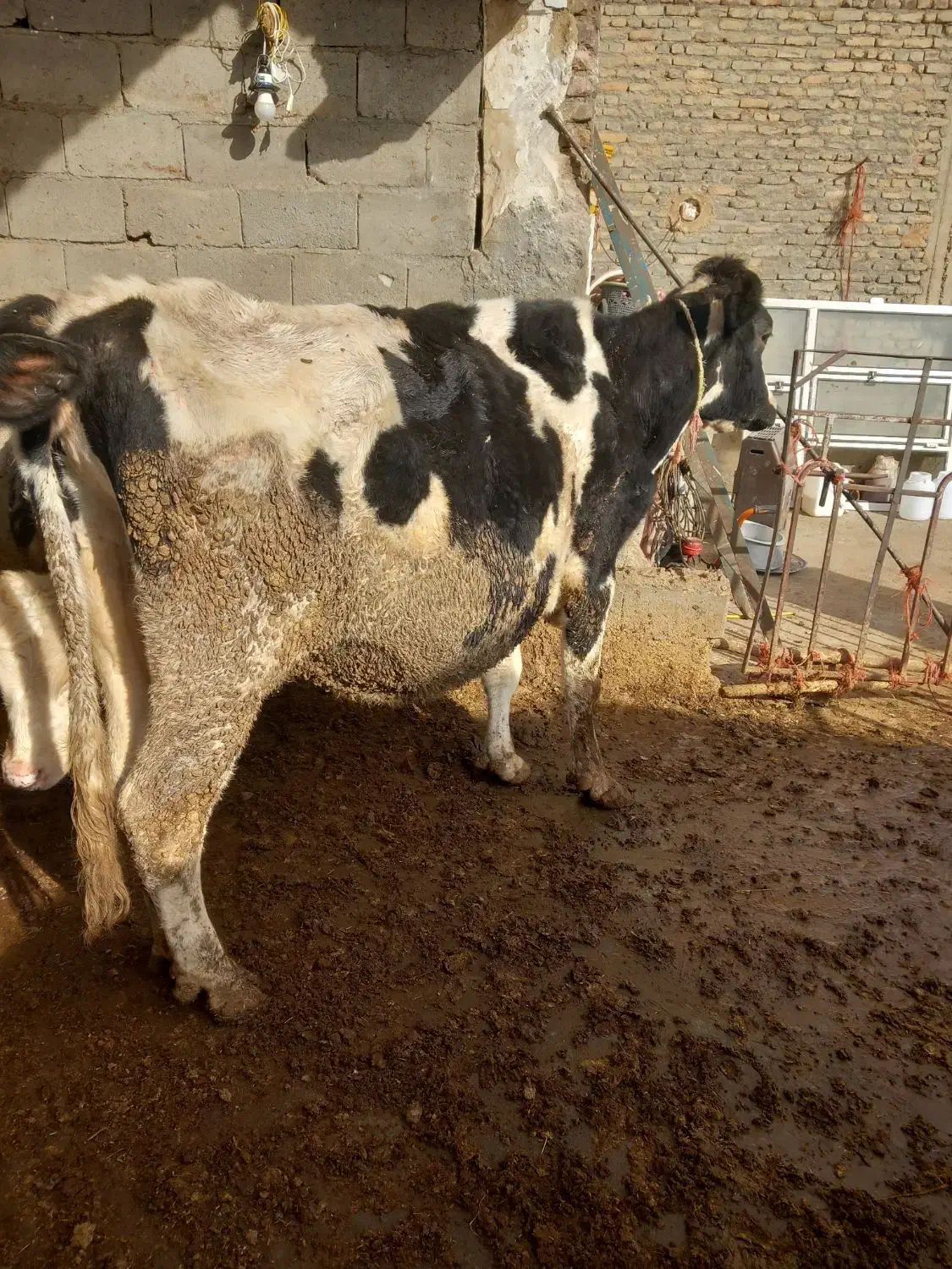 گاو|حیوانات مزرعه|سراجو, |دیوار