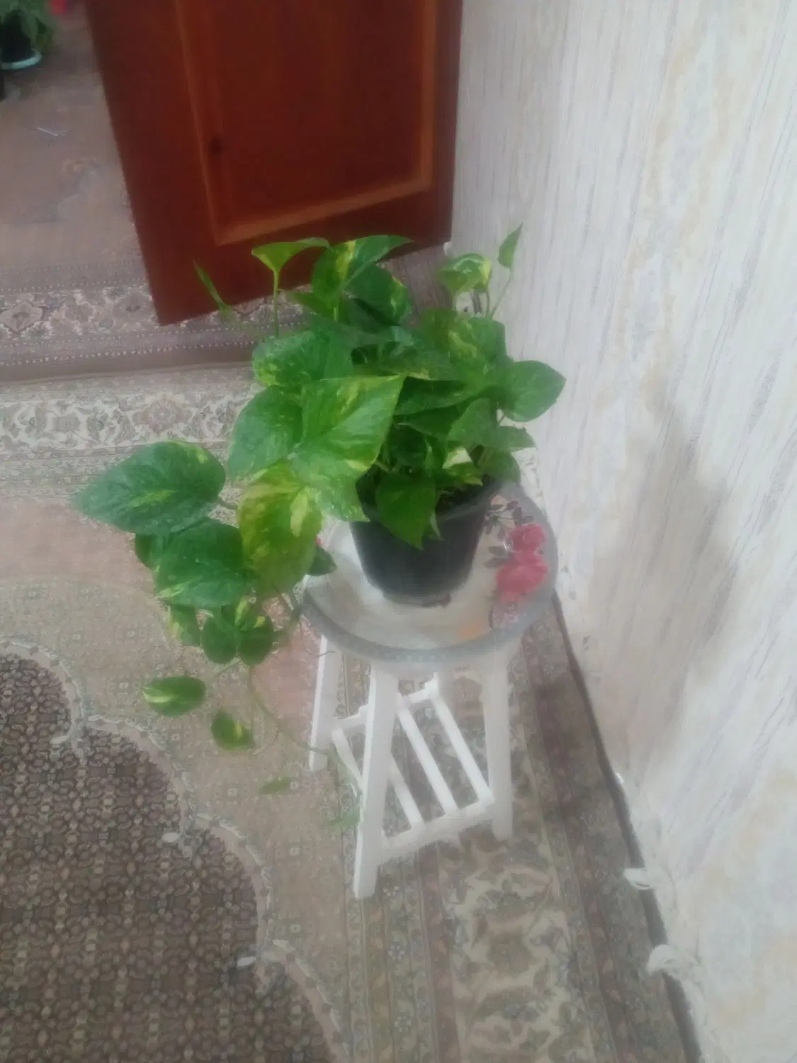 عروسک|اسباببازی|اردبیل, |دیوار