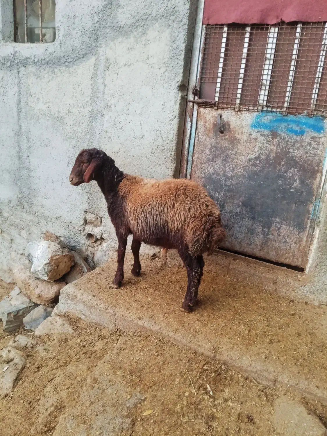 بره قوچ همو|حیوانات مزرعه|سروآباد, |دیوار