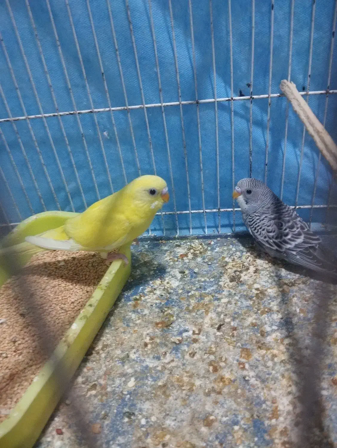 مرغ عشق|پرنده|شیروان (خراسان), |دیوار