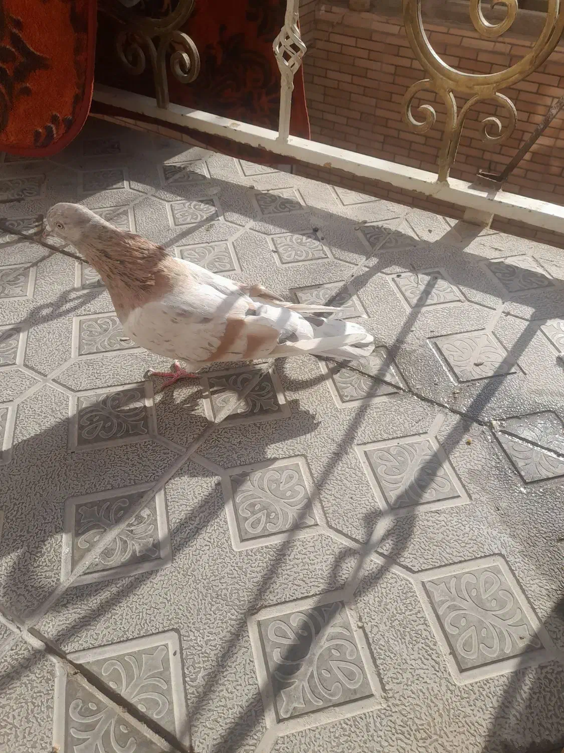 کبوتر خال کرم سرور و سرور زرد|پرنده|صفادشت, |دیوار