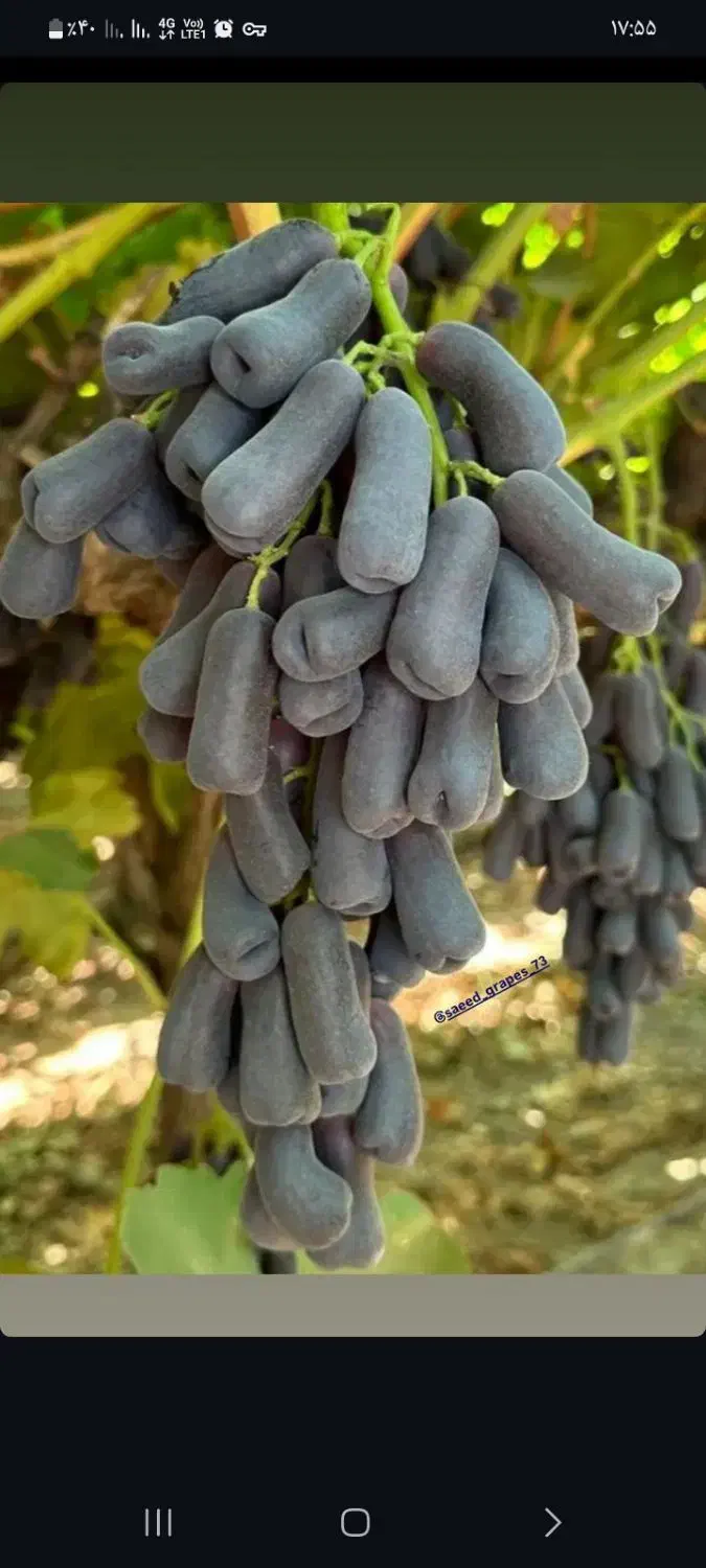 عرضه ی مستقیم انواع نهال انگور|خدمات باغبانی و درختکاری|سبزوار, قصبه غربی|دیوار