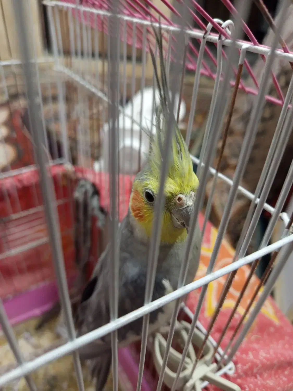 عروس هلندی|پرنده|ورامین, خورین|دیوار