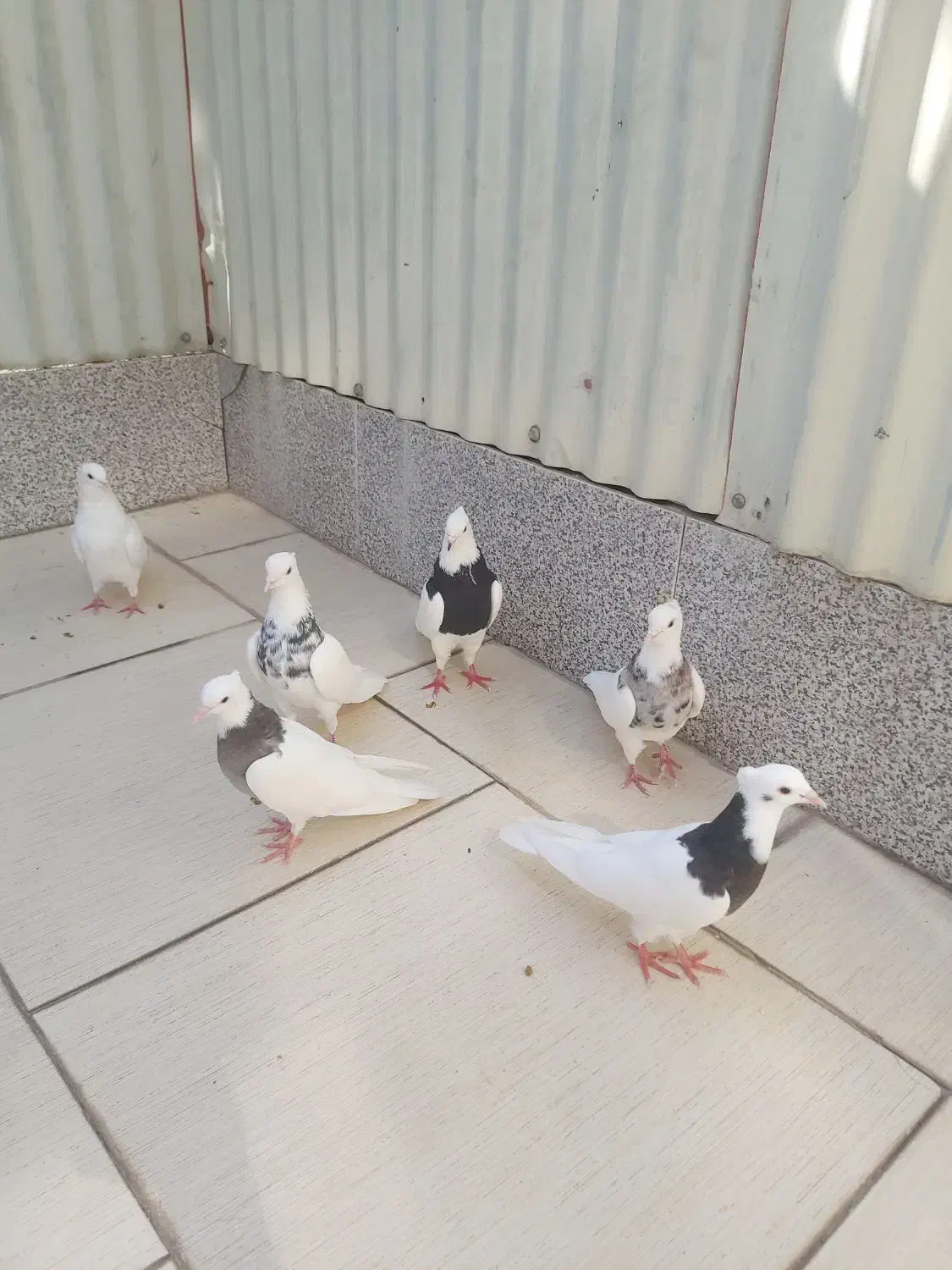 کفتر طوقی یک جفت سرور و ۴تا طوقی جوان|پرنده|اردکان, |دیوار