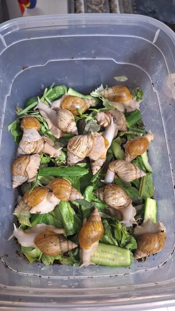 حلزون مولد|خزنده|قم, پردیسان|دیوار