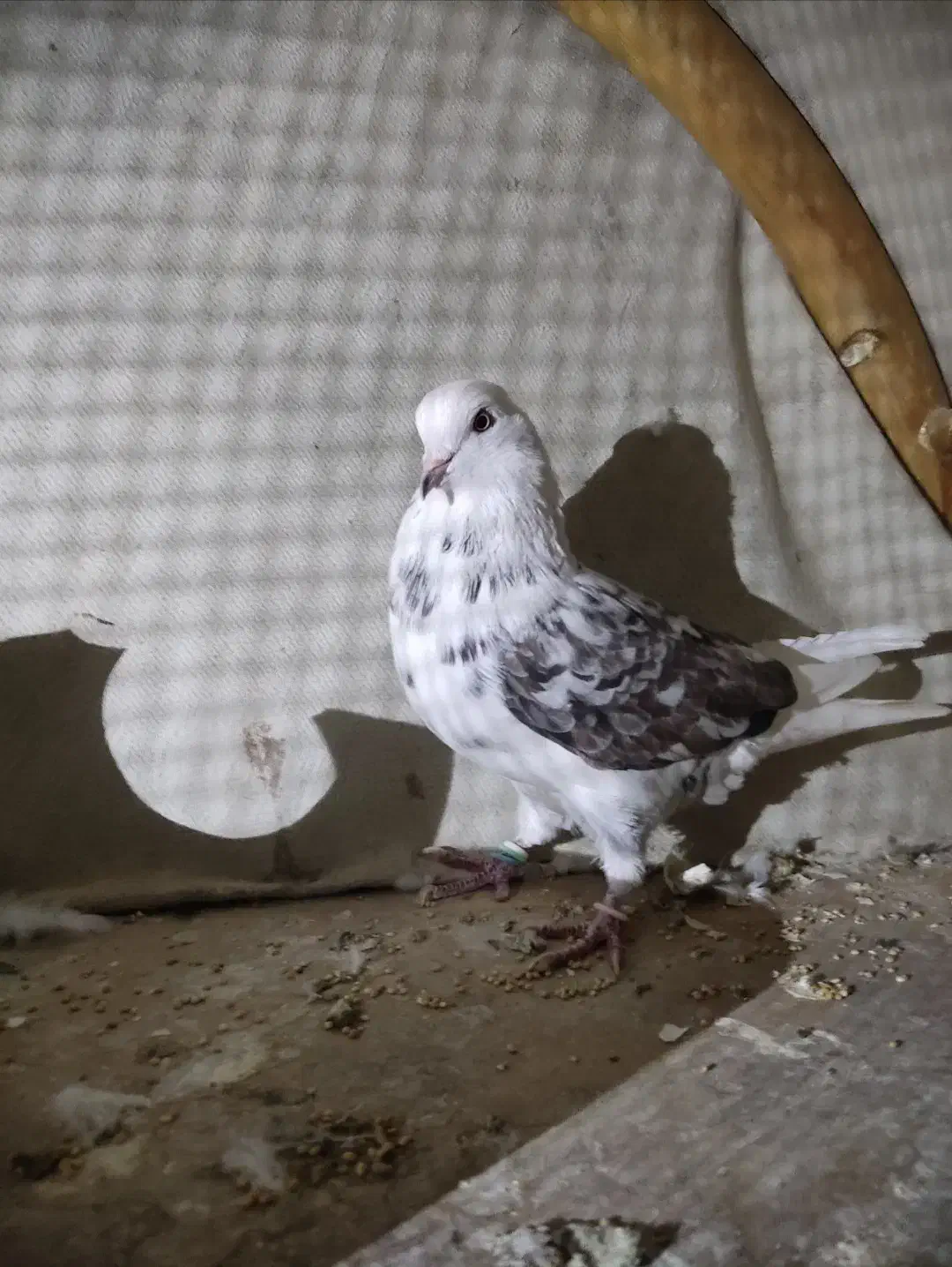 کبوتر|حیوانات|بندر ترکمن, |دیوار