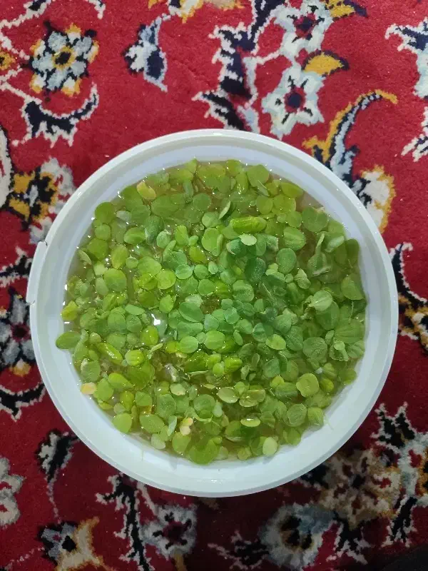 کاهوی ابی|ماهی|شیراز, محراب|دیوار